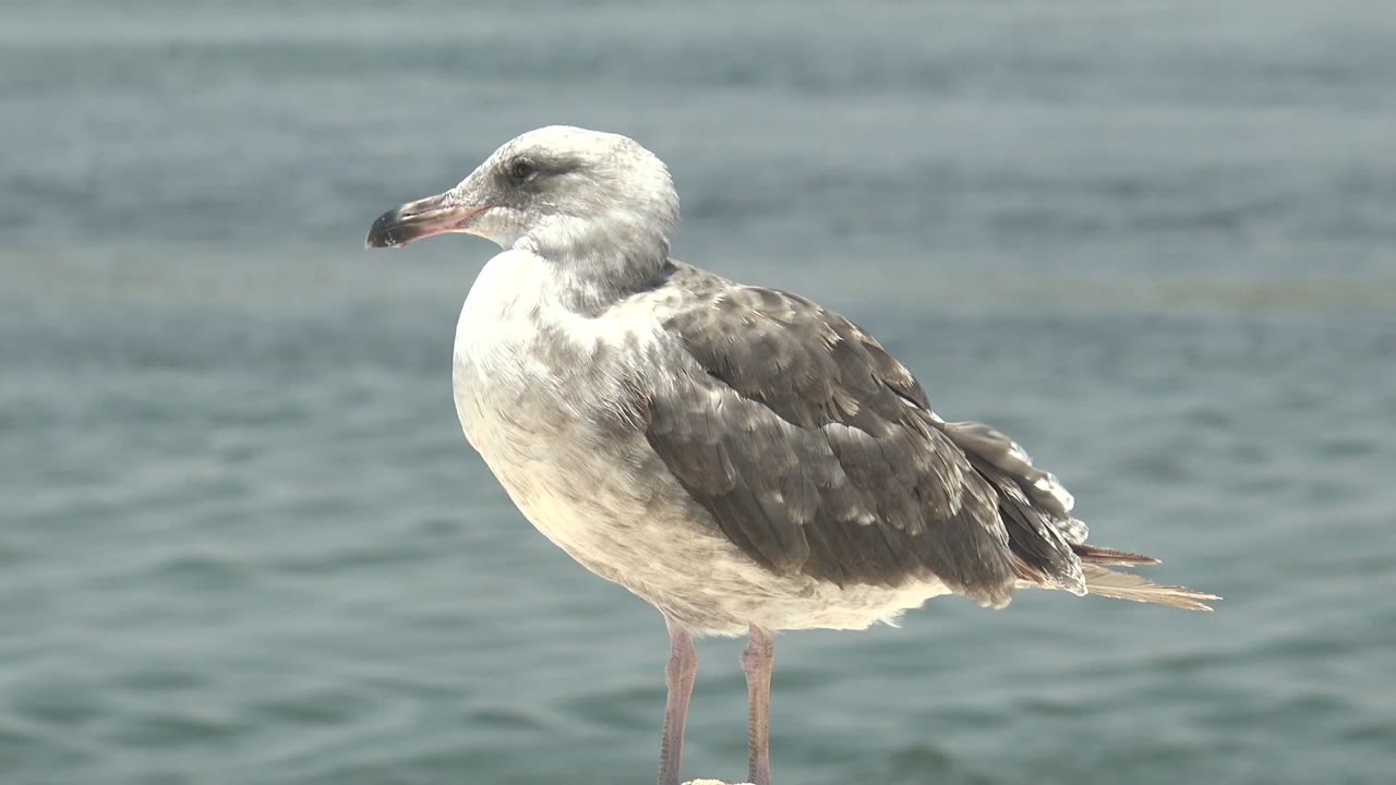 At 0:00, a gray and white seagull stands in left-facing profile in Guerrero Negro, Baja California Sur, with soft blue-green water behind it and no visible people.