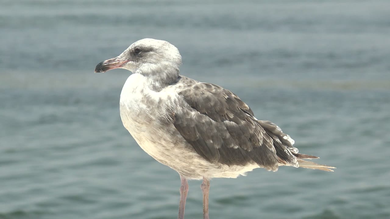 Seagull standing still with water in the background
