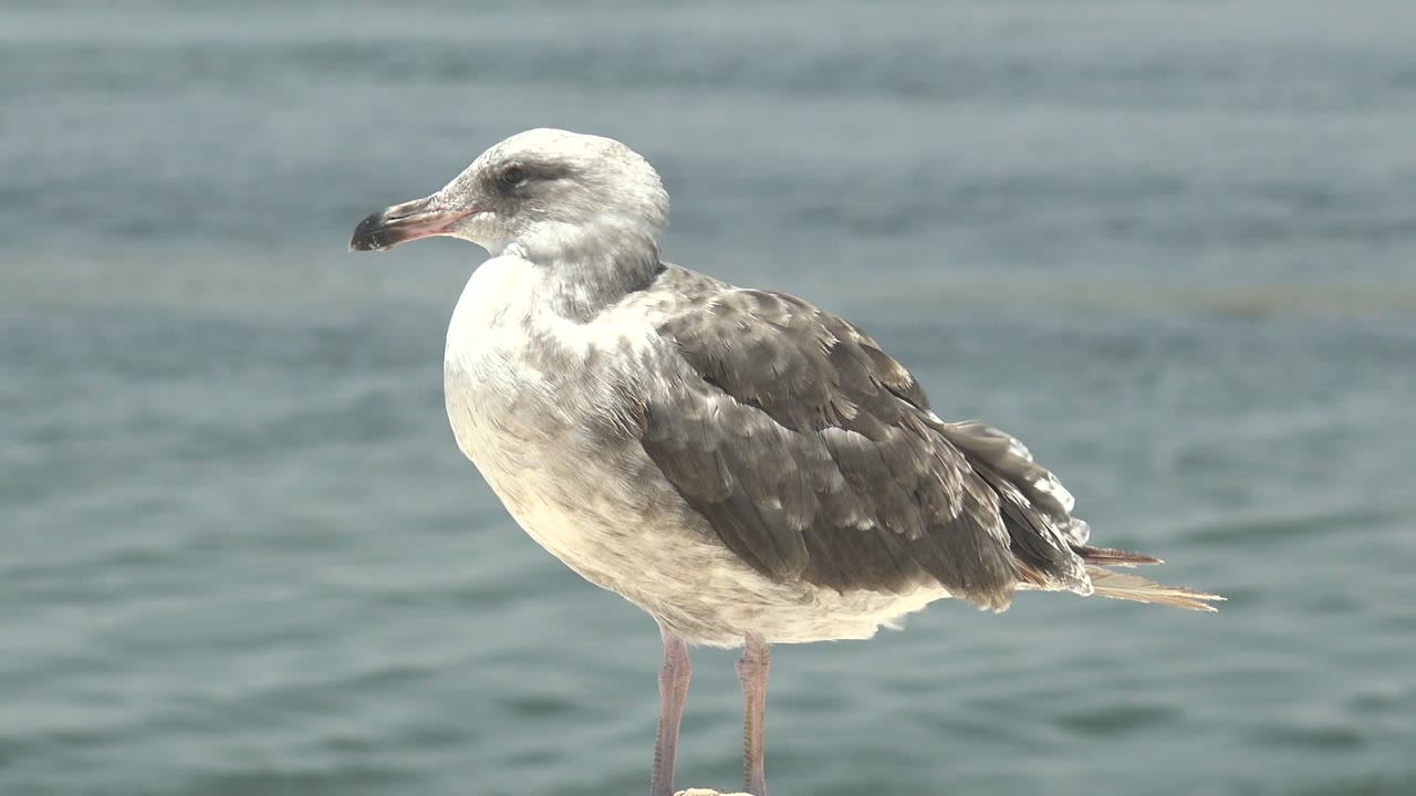 At 0:02, the seagull stands in profile in Guerrero Negro, Baja California Sur, with its body bright against the blue-green water and no visible people in the frame.