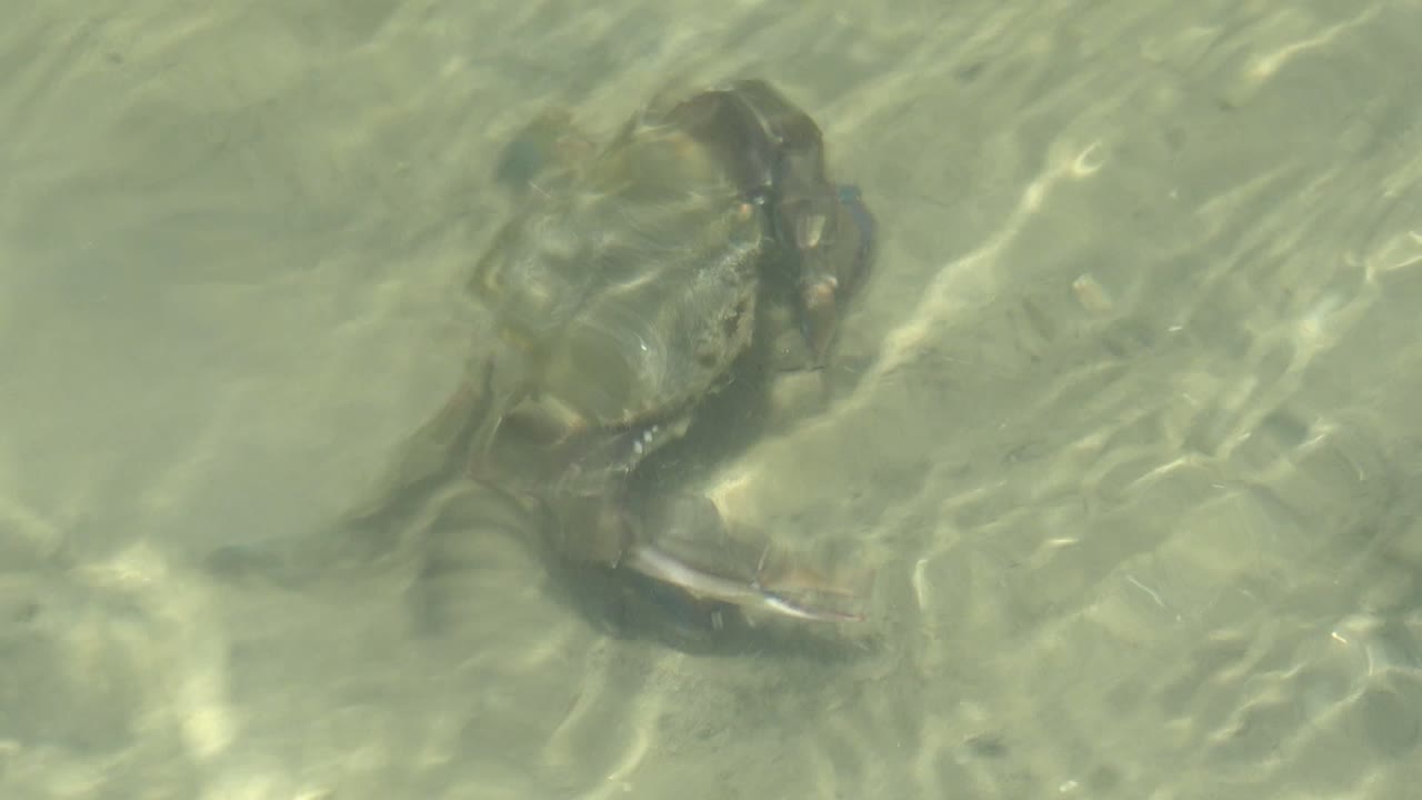 A blue crab sits under shallow green-clear water in Guerrero Negro, Baja California Sur, with its legs partly visible over a sandy bottom and no visible people.