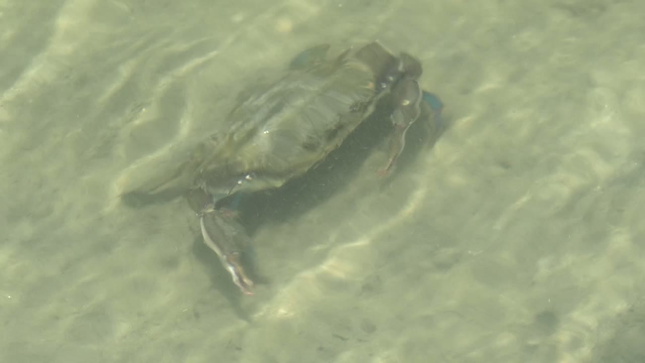 Crab moving through clear water over sand