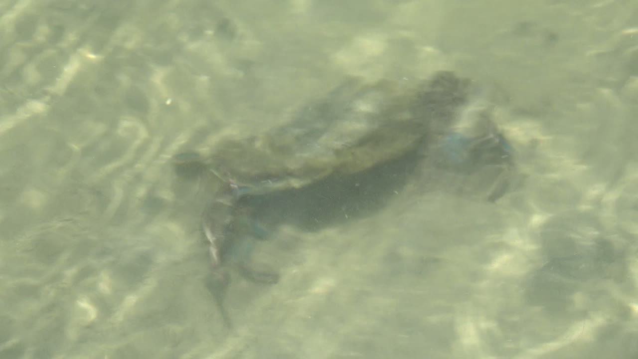 A blue crab appears toward the right side of the frame beneath wavering green water in Guerrero Negro, with the sandy bottom visible and no visible people.