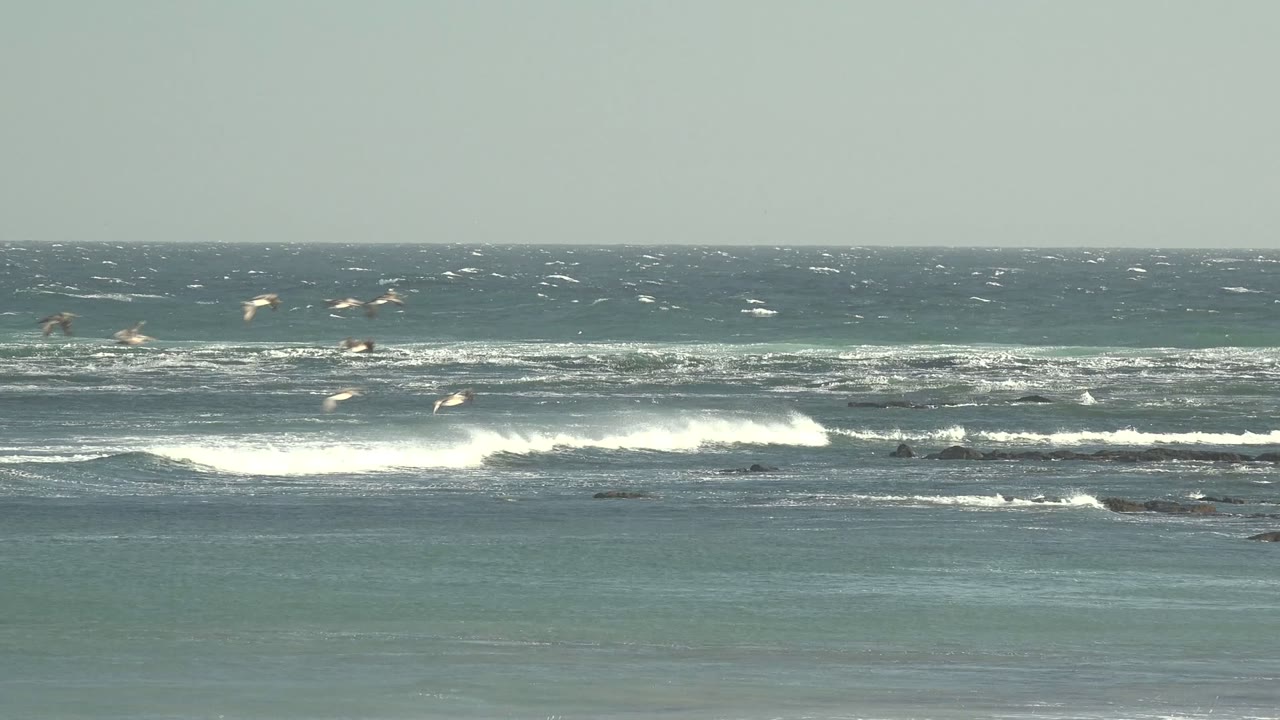 Multiple seagulls crossing over layered ocean surf