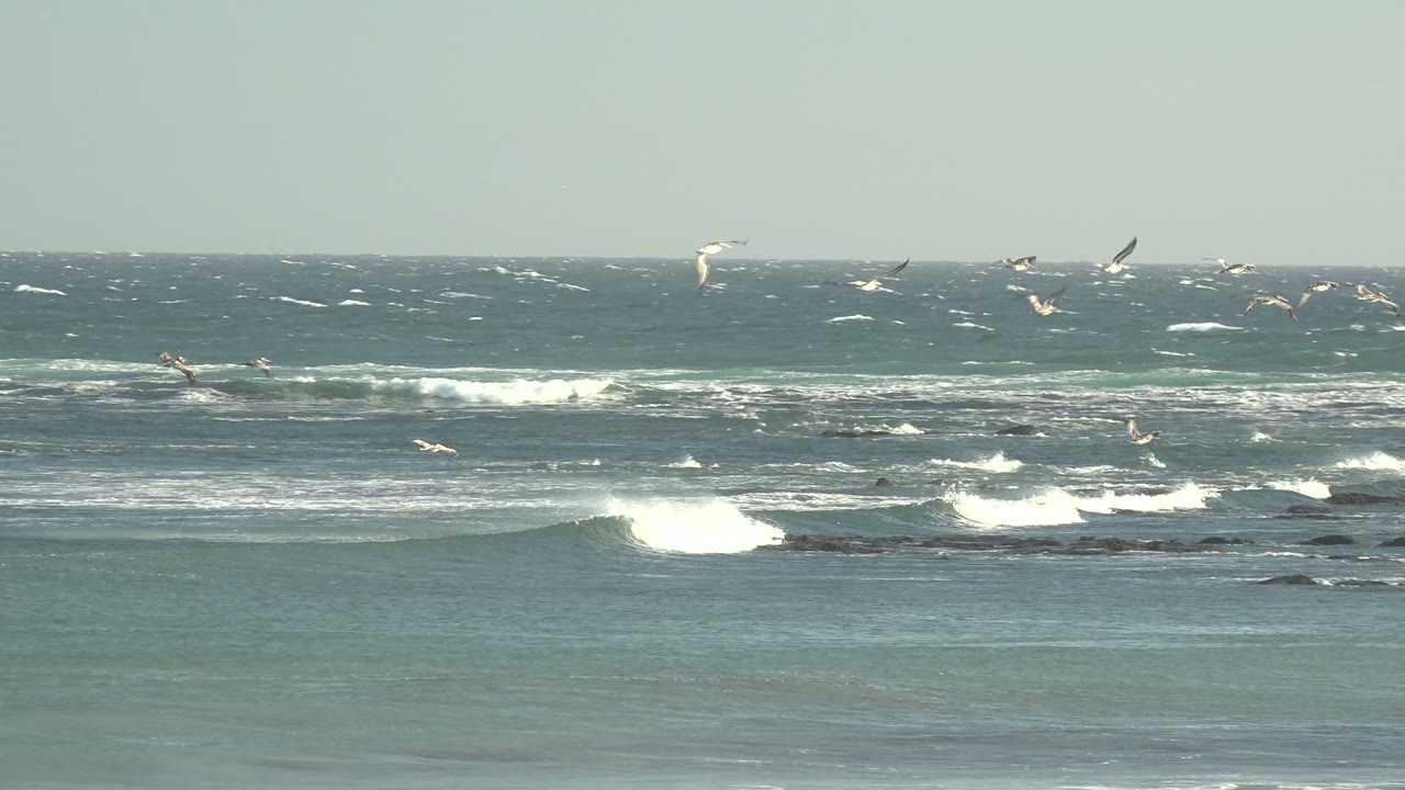 Wide view of La Bocana, Baja California Sur surf with seagulls scattered above white breakers and dark rock shelves, no visible people.