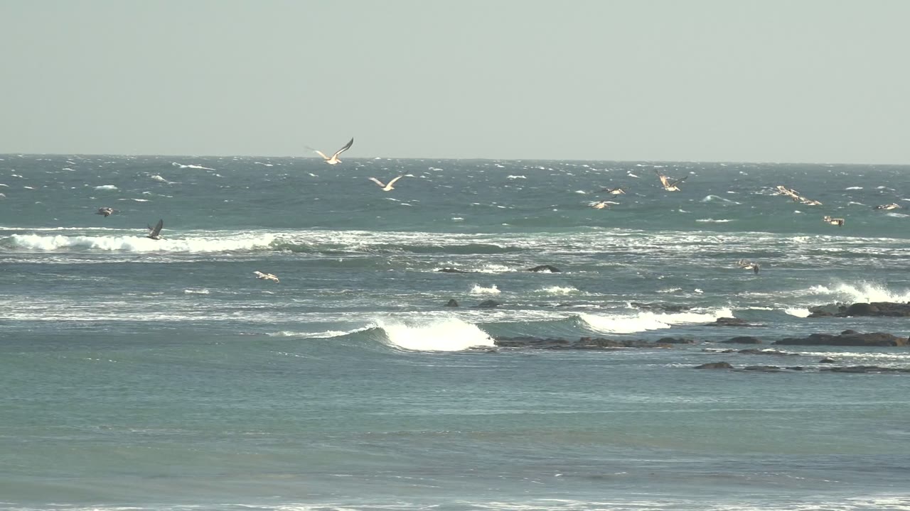 Breaking ocean waves with many birds above the horizon
