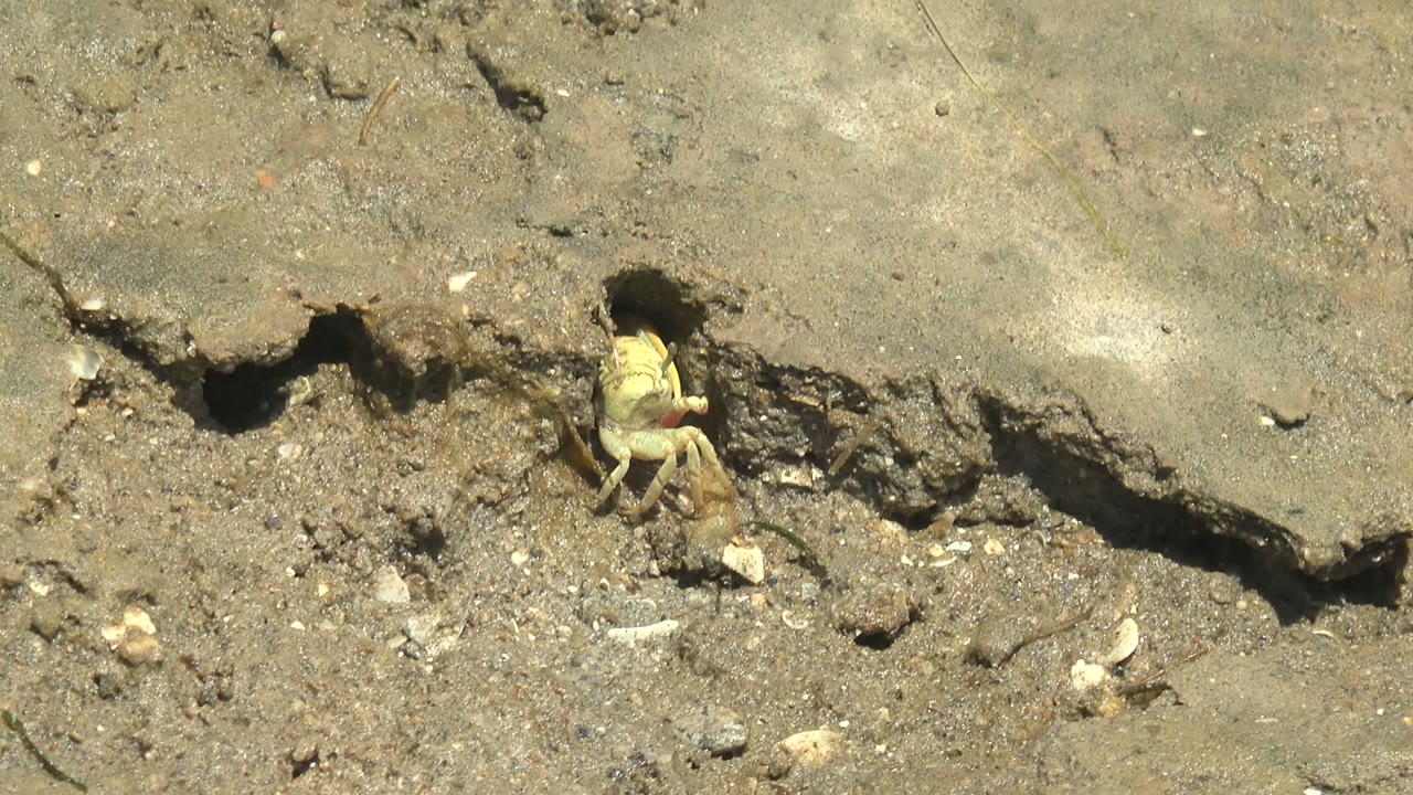 Small yellowish crab partly visible at a sandy mud burrow in Guerrero Negro, Baja California Sur, with pebbles and shell fragments nearby and no visible people.