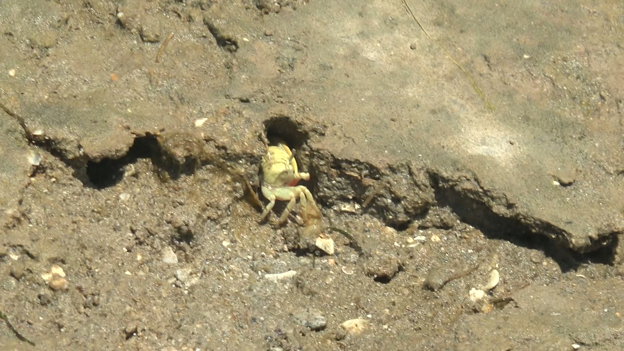Crab at the edge of a dark burrow in sandy ground