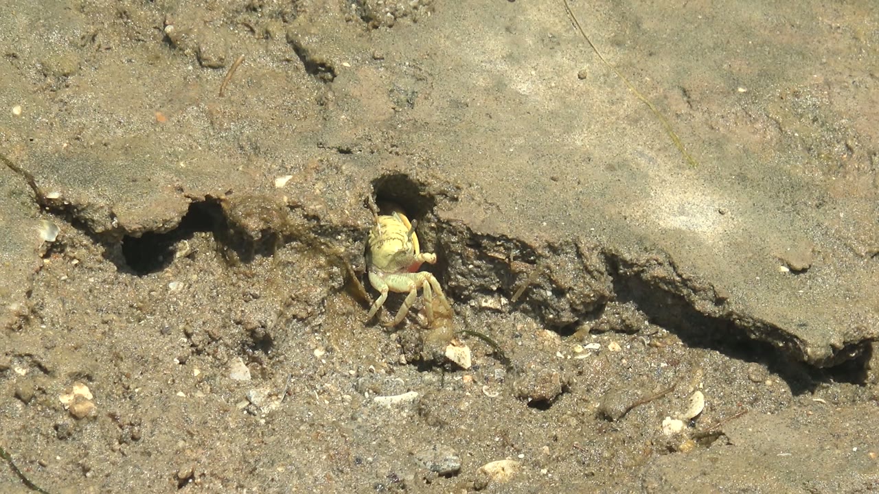 Yellowish crab sits beside the burrow under an eroded mud lip in Guerrero Negro, Baja California Sur, surrounded by granular sand and scattered shell fragments with no visible people.