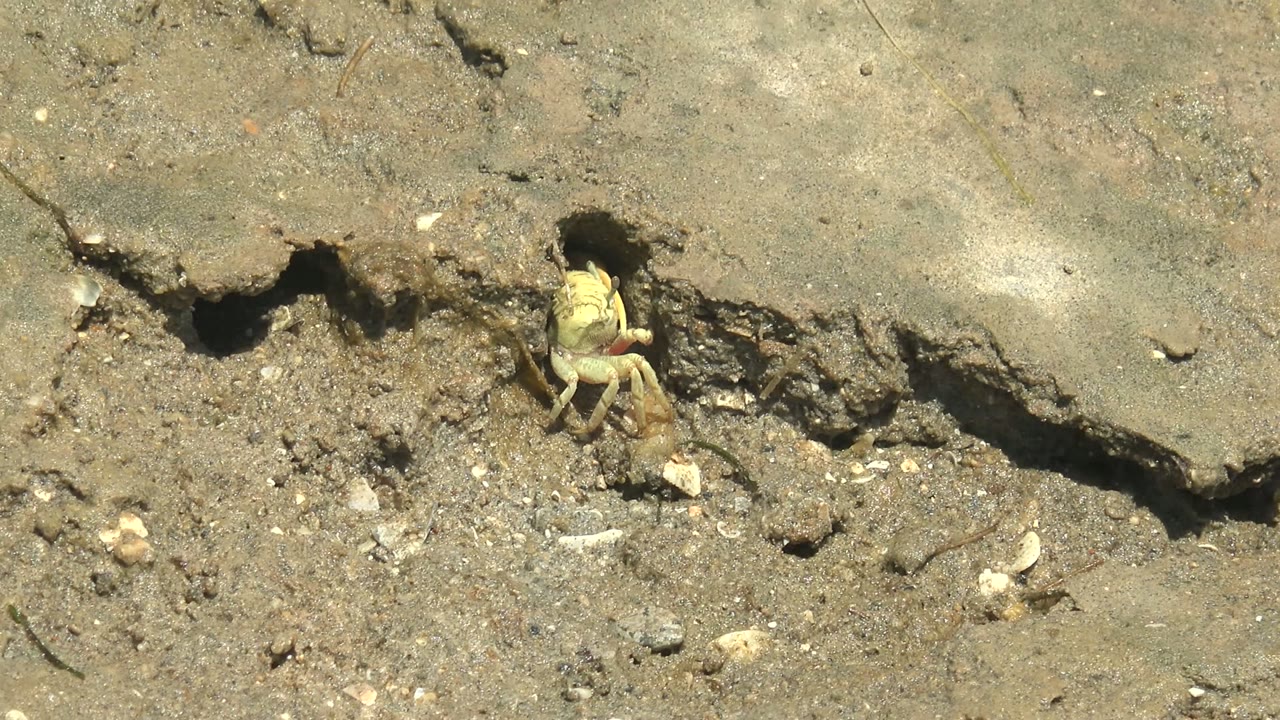 Small pale crab partly visible at the edge of a dark mud burrow in Guerrero Negro, Baja California Sur, with pebbles and no visible people.