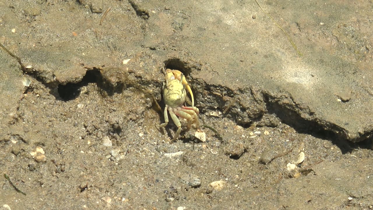 Crab remains close to the burrow opening in Guerrero Negro, Baja California Sur, with its body angled beside rough wet mud and no visible people.