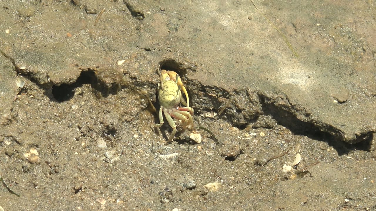 Small crab holds near the jagged lip of its muddy burrow in Guerrero Negro, Baja California Sur, surrounded by damp earth and no visible people.