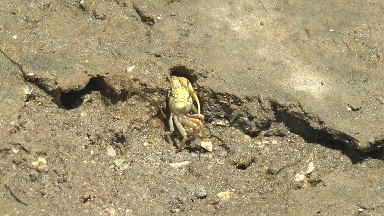 At 0:00, a small pale crab is partly visible at the edge of a dark burrow in sandy ground in Guerrero Negro, Baja California Sur, with no visible people.