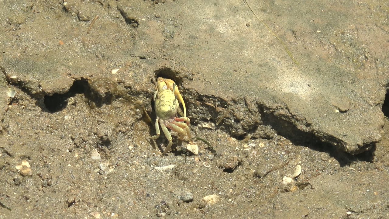 Crab near a crack in dry sandy soil