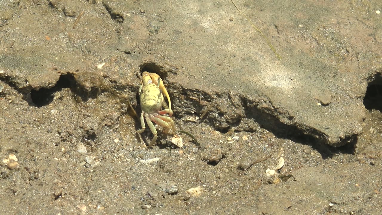 At 0:02, the pale crab is positioned at the mouth of the sandy burrow in Guerrero Negro, Baja California Sur, with the cracked upper soil edge casting dark shadow and no visible people.