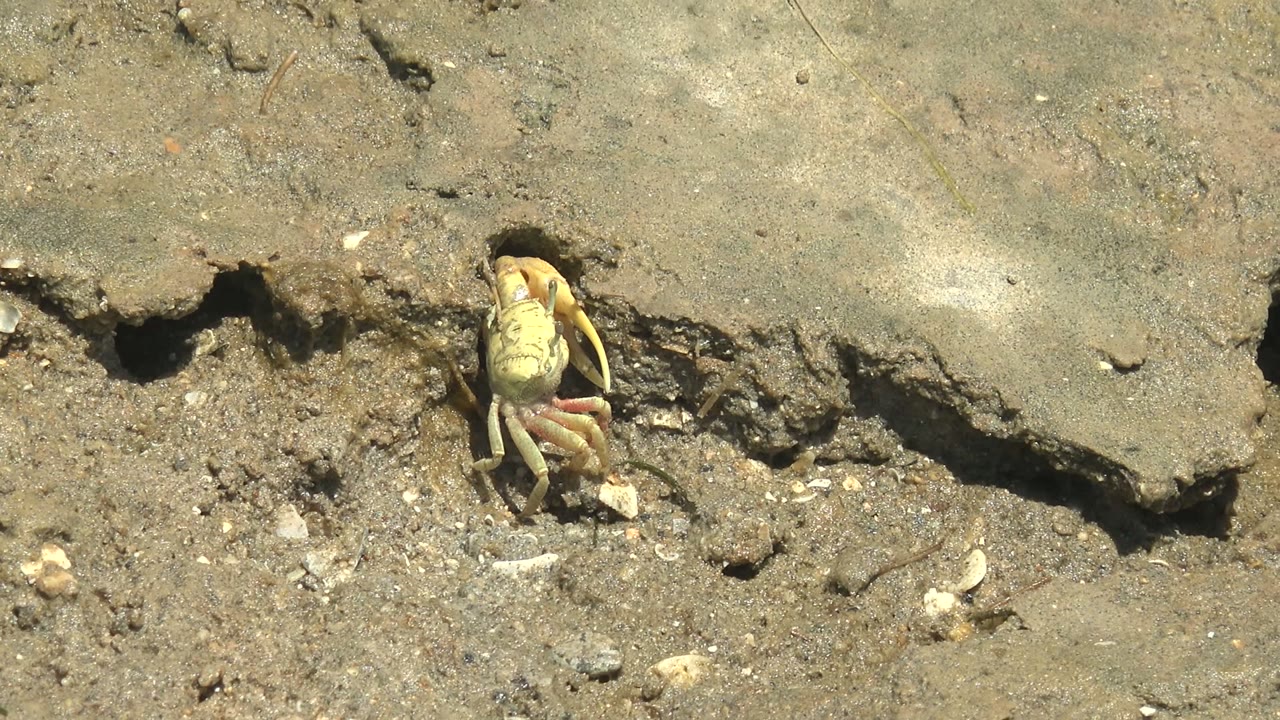At 0:00 in Guerrero Negro, a small pale crab is partly out of a dark burrow in cracked muddy ground, with shell fragments nearby and no visible people.