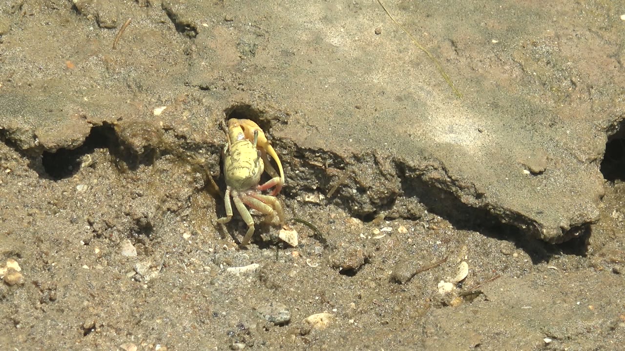 Crab near a dark mud hole with legs spread on the shore
