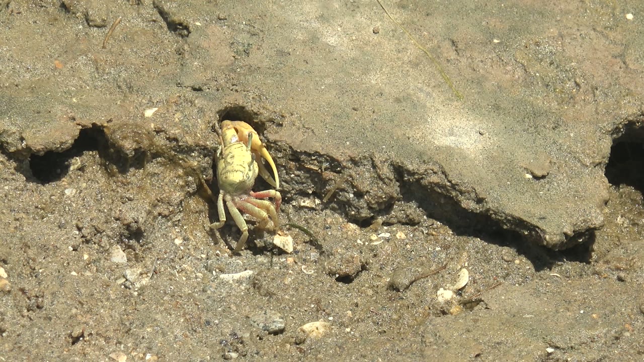 At 0:02 in Guerrero Negro, the crab is still at the burrow lip, with dry cracked mud above it, looser sediment below it, and no visible people.