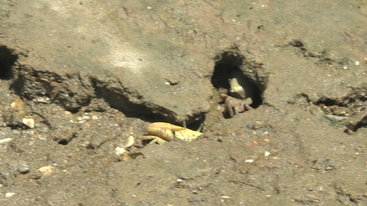 A fiddler crab is partly tucked inside a dark burrow in cracked mud in Guerrero Negro, Baja California Sur, with scattered shells nearby and no visible people.