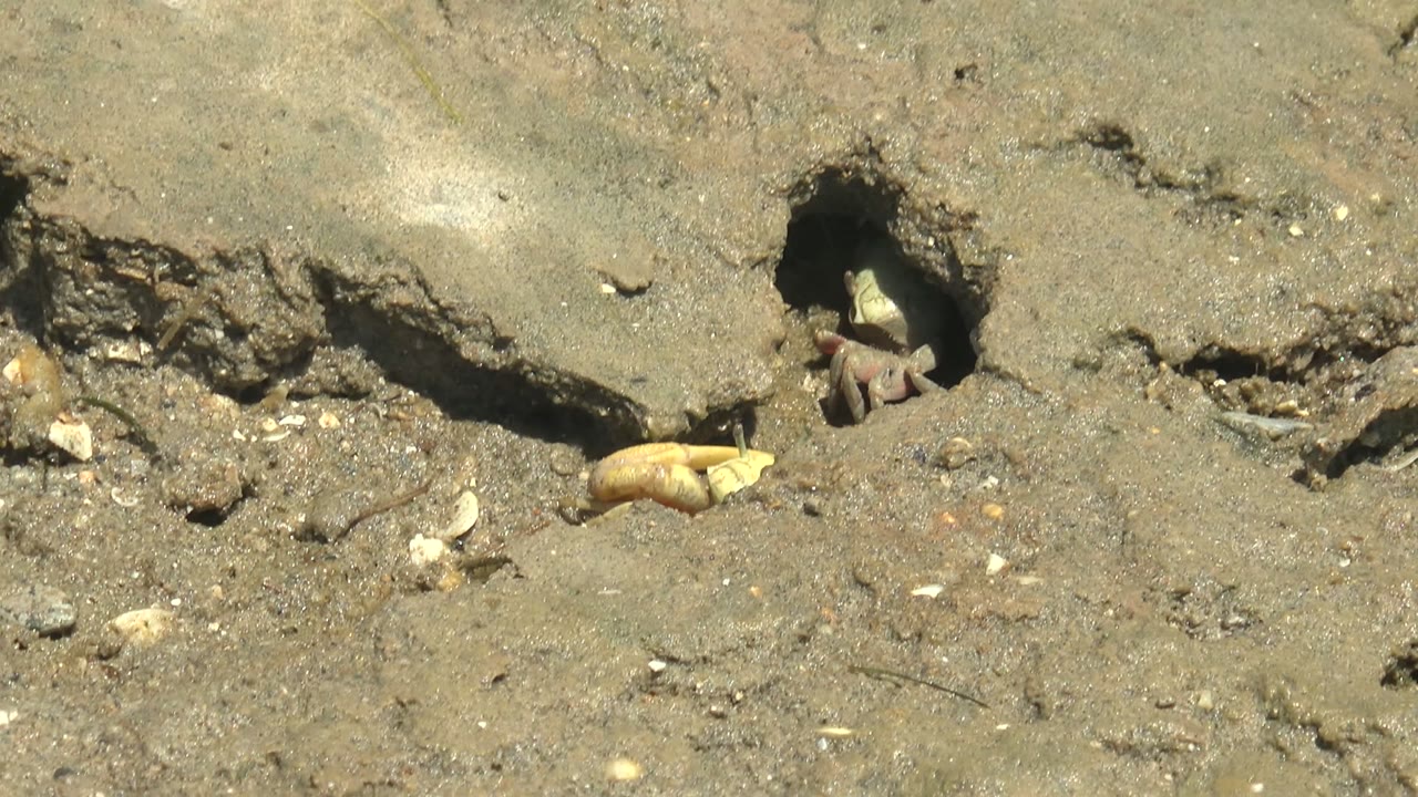 Crab claws showing at the edge of a mud hole