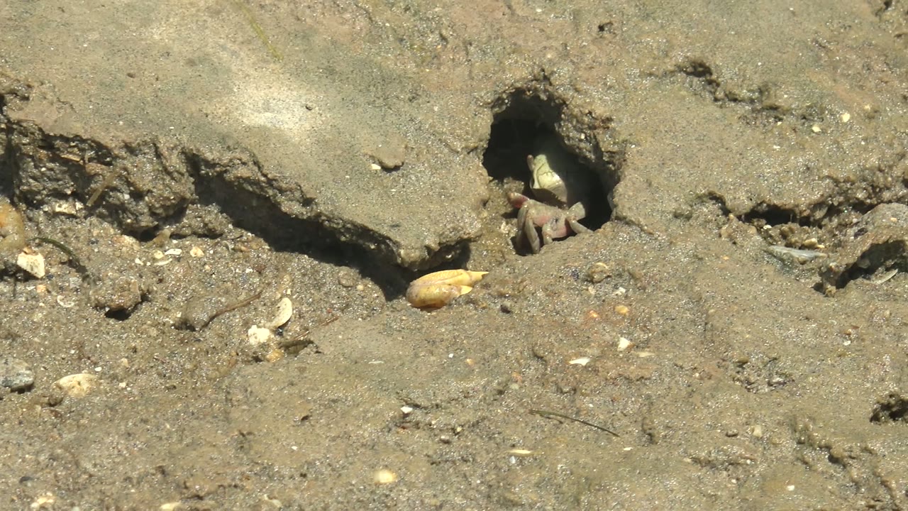 A fiddler crab begins to push out from a dark hole in the muddy Guerrero Negro ground, framed by rough cracked mud and shell fragments with no visible people.