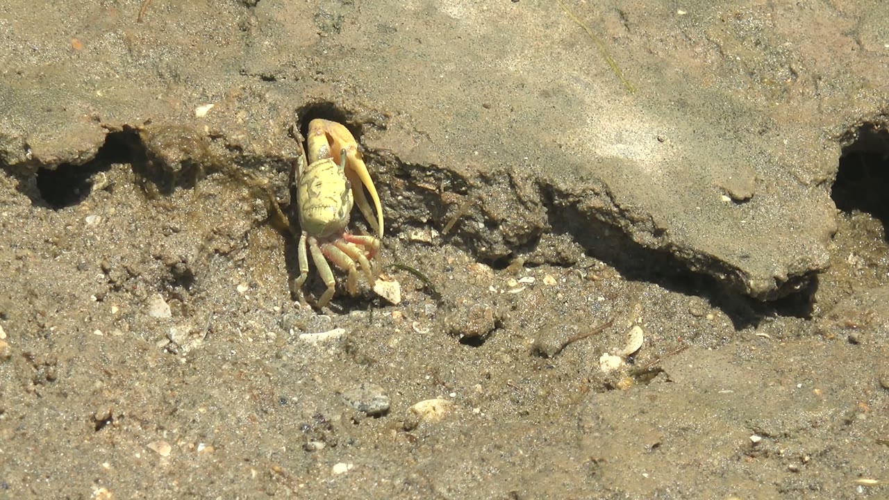 A pale yellow crab rests at the mouth of a dark burrow in the muddy shore at Guerrero Negro, Baja California Sur, with shell fragments nearby and no visible people.
