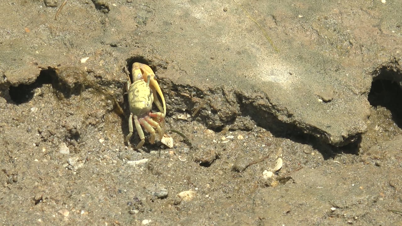 Crab positioned beside a dark hole in mud.