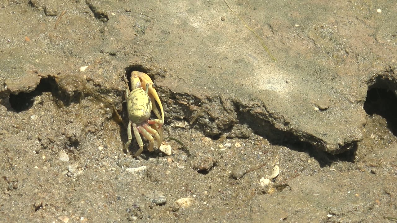 A small pale crab is framed against a rough mud ledge and burrow shadow in Guerrero Negro, Baja California Sur, with scattered shell pieces on the shore and no visible people.