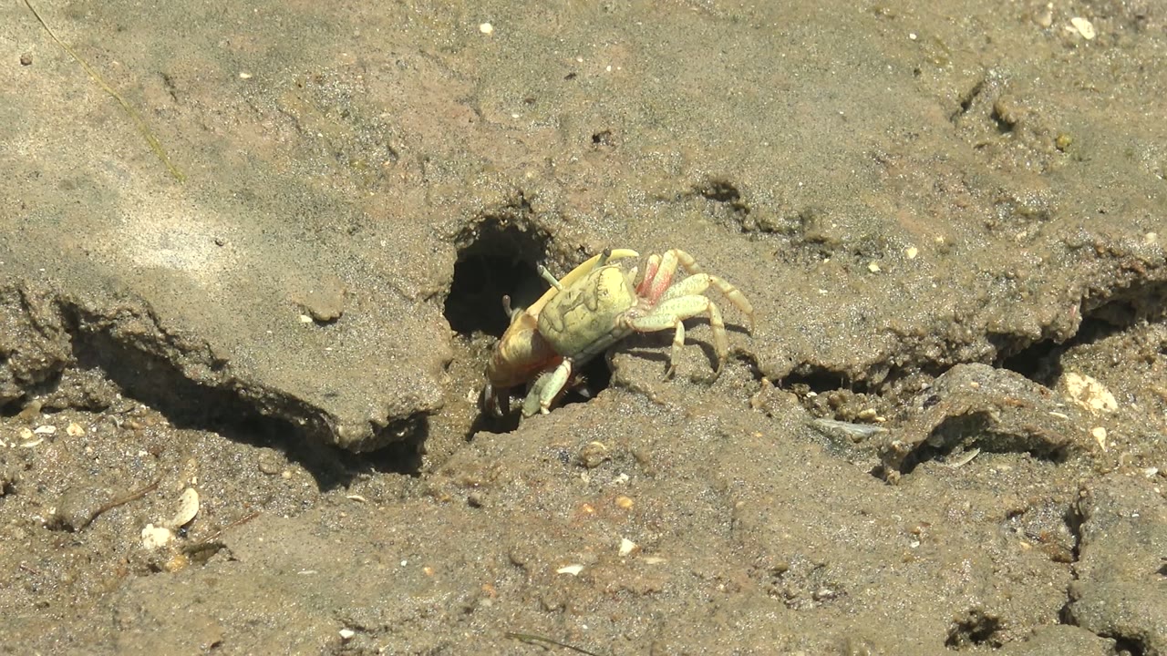 A pale crab is partly out beside a dark burrow in wet mud at Guerrero Negro, Baja California Sur, with no visible people.