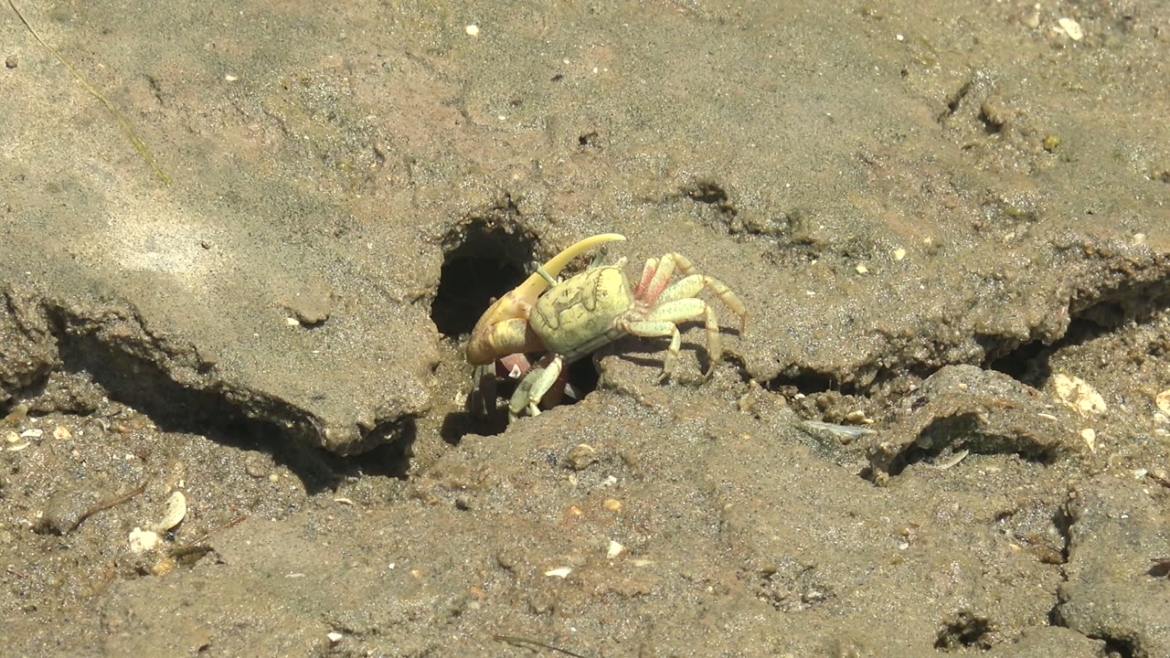 Light crab moving away from a burrow in mud.