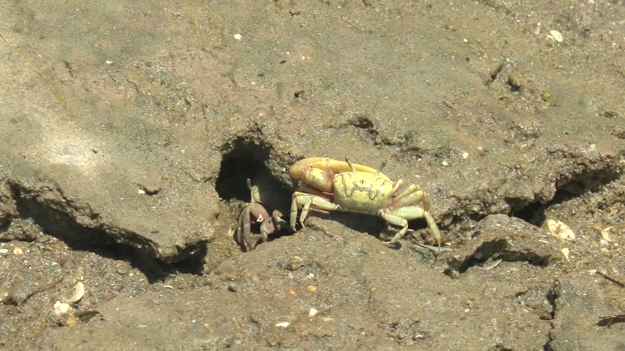 A pale crab stands to the right of the burrow while a darker crab is partly visible in the shaded hole on the Guerrero Negro mudflat, with no visible people.