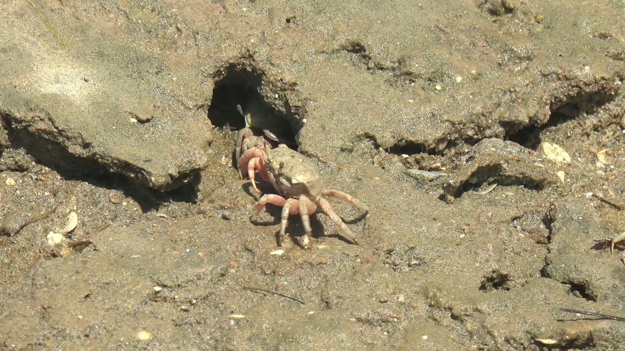 A small crab is partly outside a dark burrow opening on wet mud in Guerrero Negro, with shell fragments nearby and no visible people.