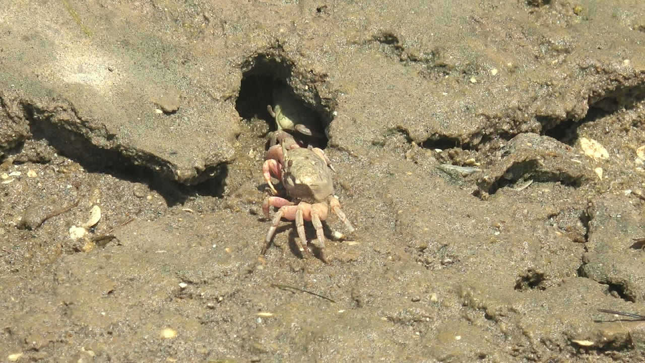 Crab emerging from a mud burrow