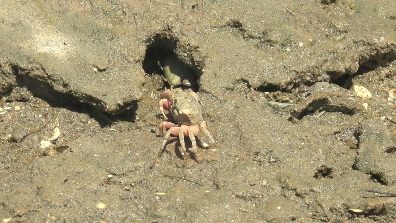 The crab pauses near the burrow edge on uneven Guerrero Negro mud, with the dark hole behind it and no visible people.