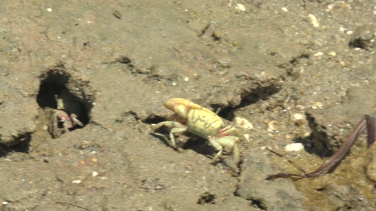 At the start of the Guerrero Negro clip, a pale crab crawls rightward near a dark burrow in wet sand while a second crab is partly visible in the hole, with no visible people.