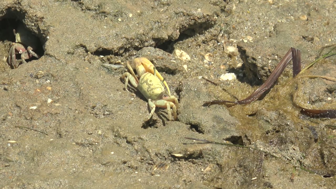 Pale crab crawling past a hole in muddy sand.