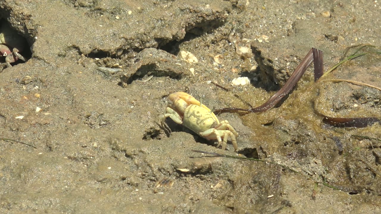 At 0:02, the crab is centered on wet Guerrero Negro shore mud near shell pieces and a dark seaweed-like strand, with no visible people.