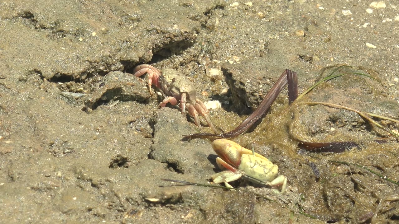 At 0:00 in Guerrero Negro, Baja California Sur, two fiddler crabs are visible on wet pitted mud near burrow openings and dark plant debris, with no visible people.