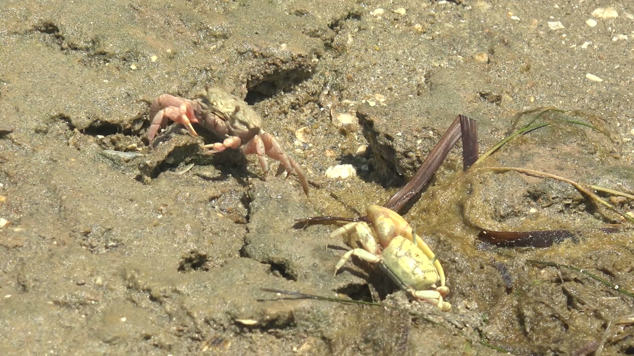 Fiddler crabs separated on muddy shore beside burrow openings.
