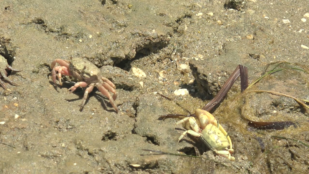 At 0:02 in Guerrero Negro, Baja California Sur, the pink fiddler crab is centered on the muddy surface while the pale crab is partly visible near the lower right edge, with no visible people.