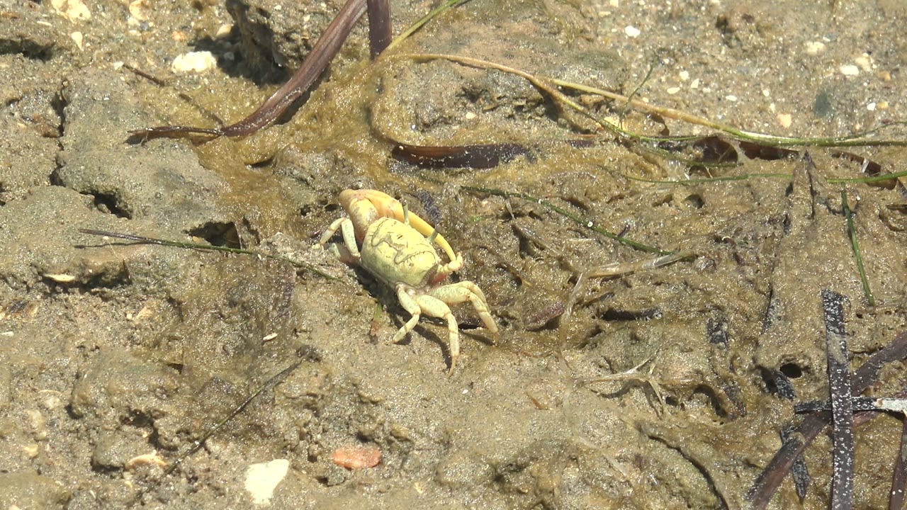 A pale crab stands on wet muddy ground with small holes, pebbles, shell pieces, and plant strands in Guerrero Negro, with no visible people.