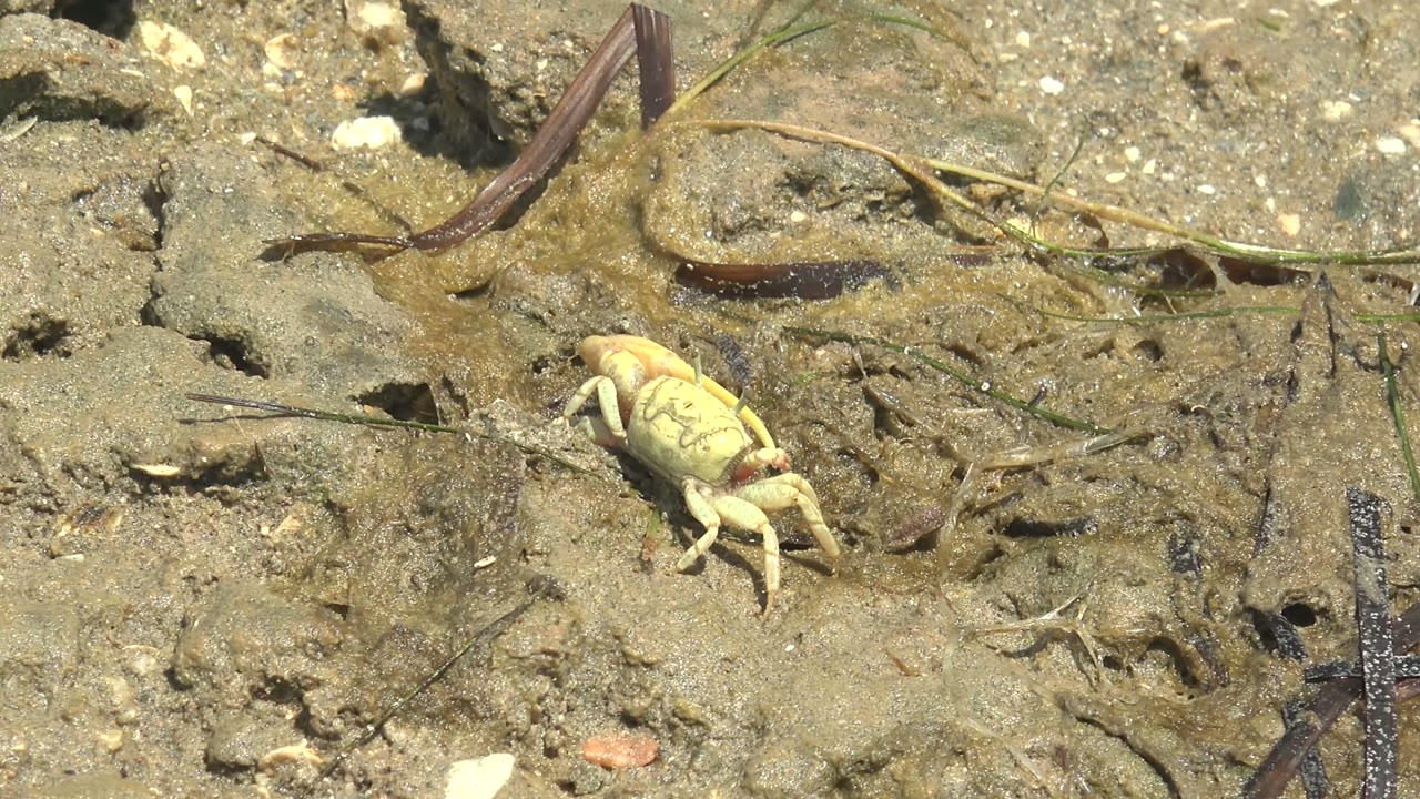 Pale crab crawling across pitted wet mud