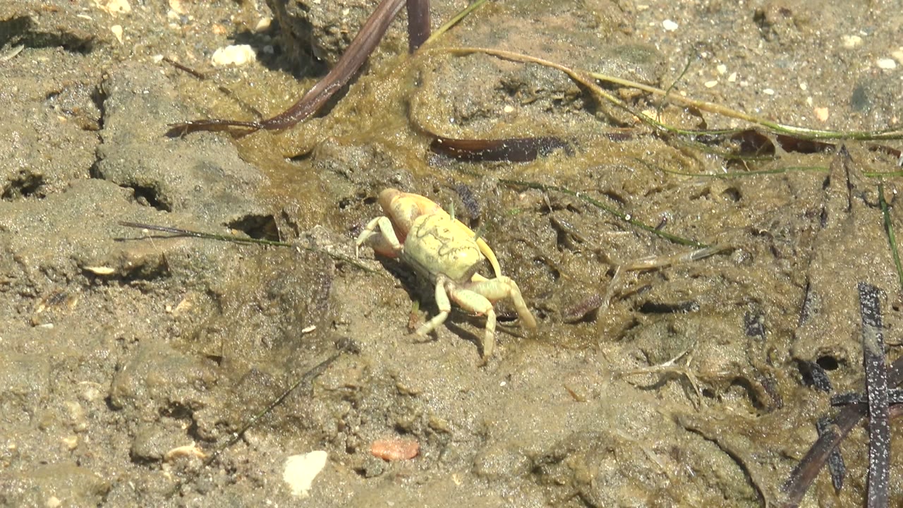 A pale crab crosses wet muddy ground beside thin plant strands and small shell pieces in Guerrero Negro, with no visible people.