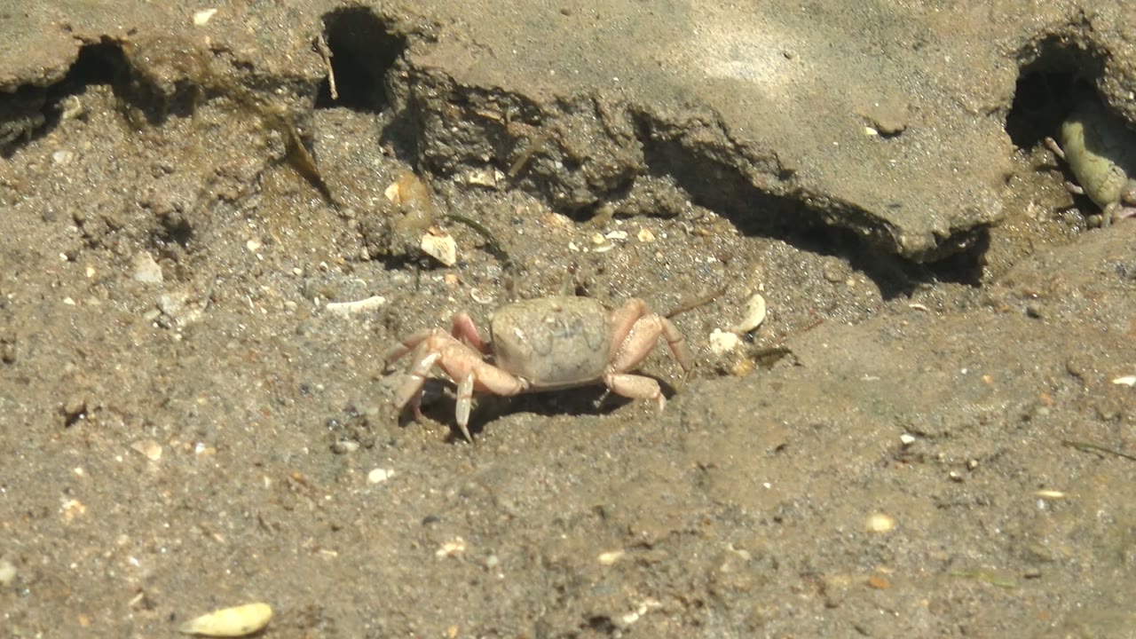 Small crab on gray-brown muddy ground in Guerrero Negro, Baja California Sur, with shell fragments nearby and a dark burrow opening above it, no visible people.