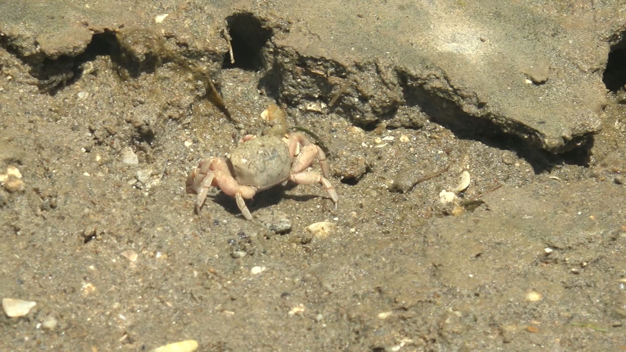 Crab closer to the burrow on rough muddy shore ground.