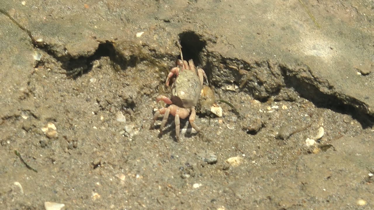 Crab reaches the burrow opening on a sunlit muddy bank in Guerrero Negro, Baja California Sur, with scattered shell fragments around the entrance and no visible people.