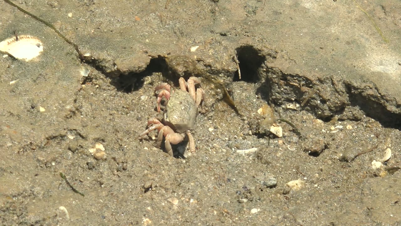 At 0:00, a small crab is partly out from the muddy shore near dark burrow openings in Guerrero Negro, Mexico, with scattered shell fragments and no visible people.