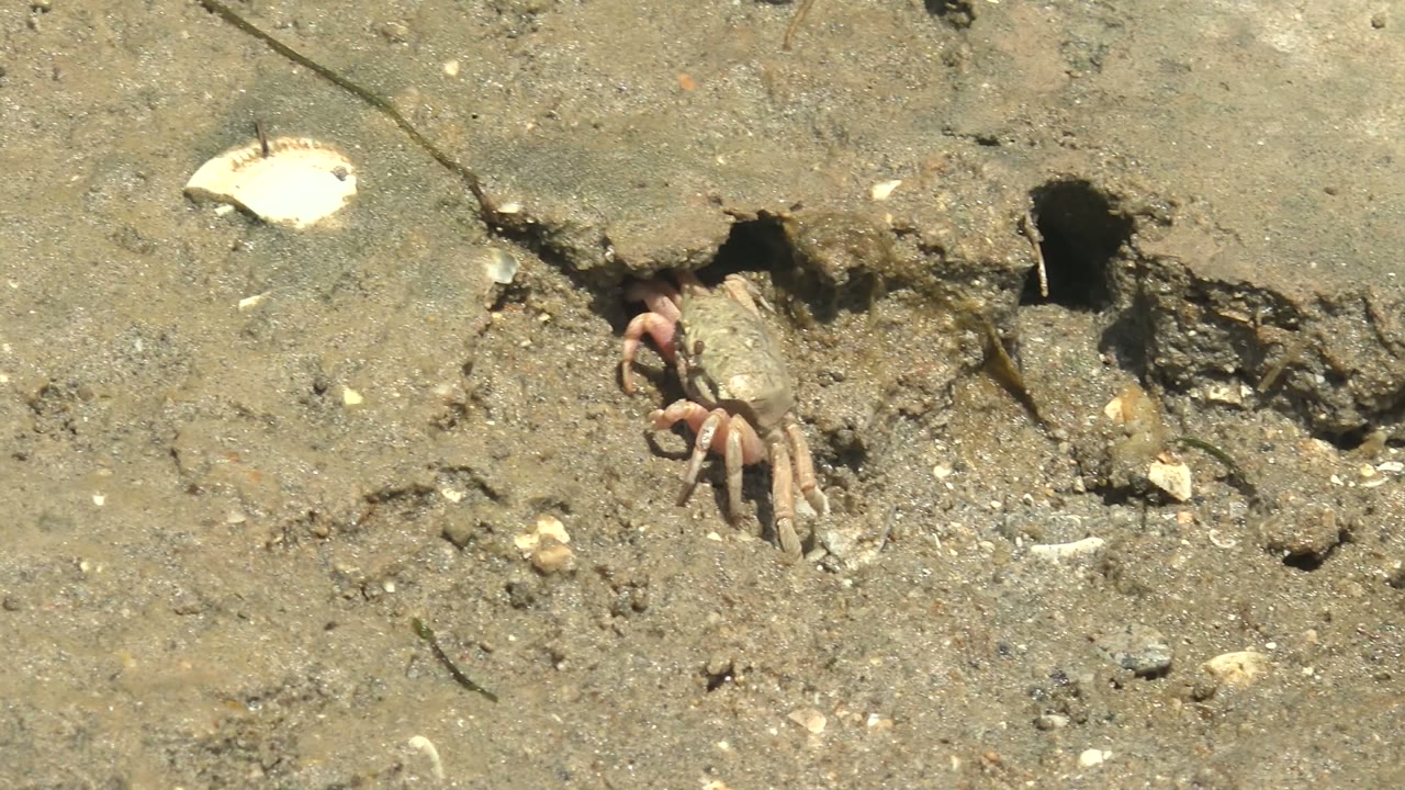 Crab emerging farther from a dark hole in wet mud.
