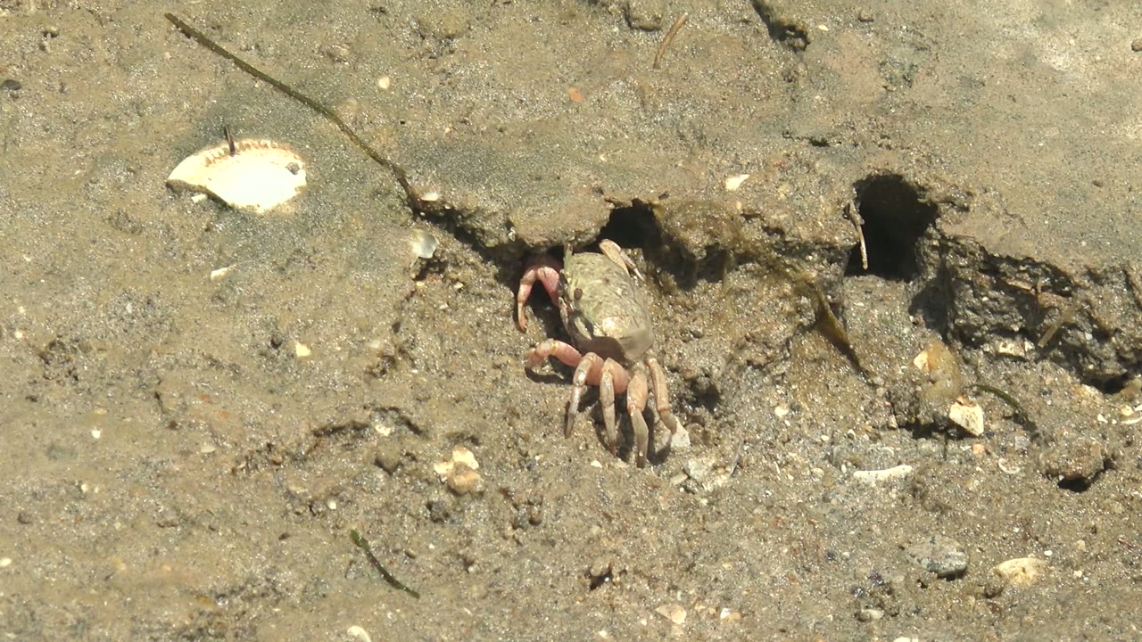 At 0:02, the crab is visible beside two dark holes in the mud at Guerrero Negro, Mexico, its legs spread on the damp sandy surface with no visible people.
