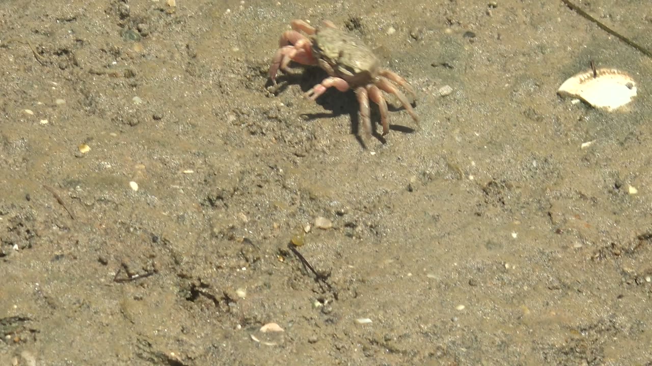 A fiddler crab stands on wet brown-gray mud with scattered shell pieces in Guerrero Negro, Mexico, with no visible people.
