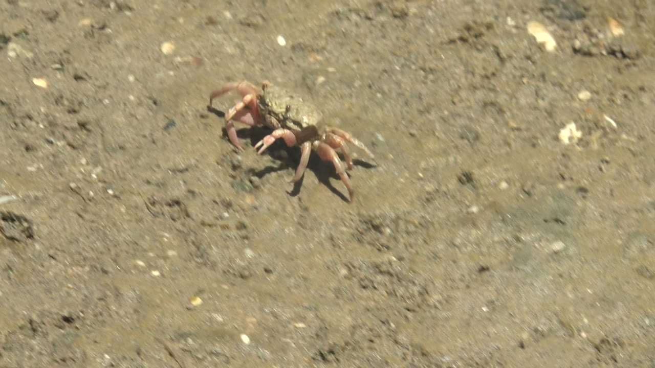 A fiddler crab crawls across damp mud near a pale shell fragment in Guerrero Negro, Mexico, with no visible people.